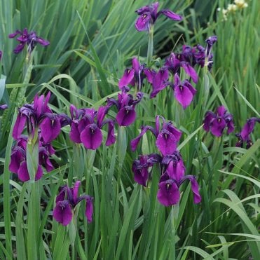 Iris Ensata Potted