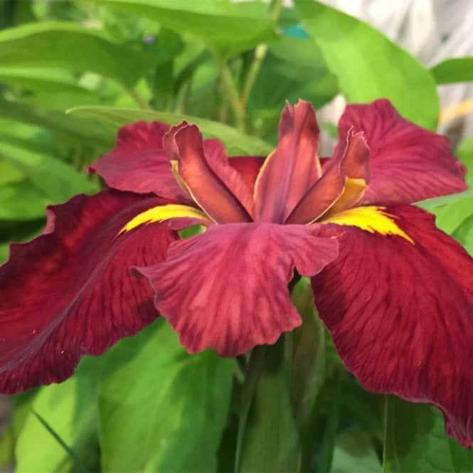 Pond Plants Iris Louisiana 'Ann Chowning' Potted