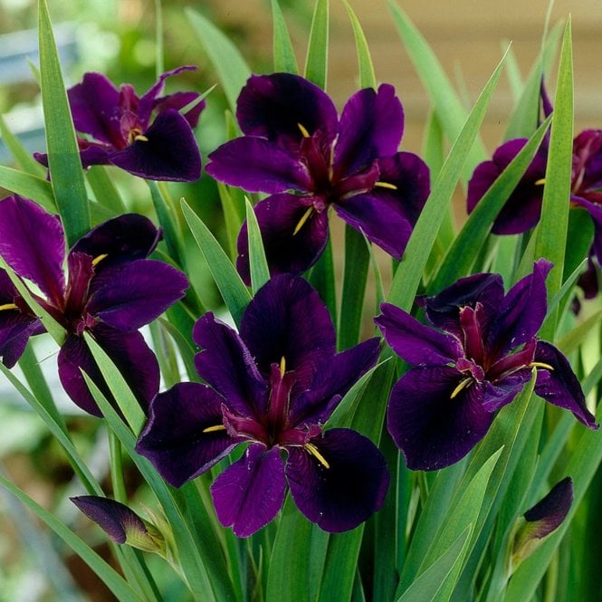 Pond Plants Iris Louisiana 'Black Gamecock' Potted