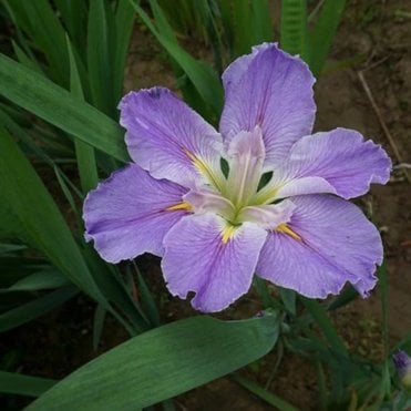 Iris Louisiana 'Dancing Vogue' Potted