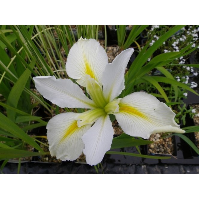 Pond Plants Iris Louisiana 'Her Highness' Potted