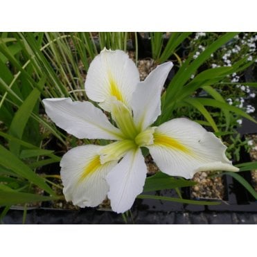 Iris Louisiana 'Her Highness' Potted