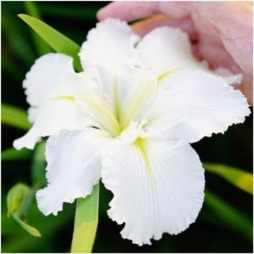 Iris Louisiana 'Waihi Wedding' Potted