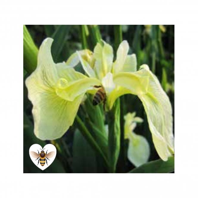 Pond Plants Iris Pseudacorus 'Bastardii' Potted