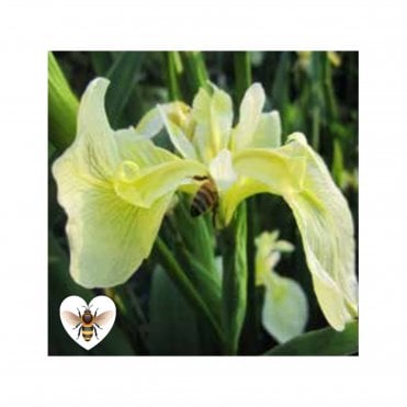 Iris Pseudacorus 'Bastardii' Potted