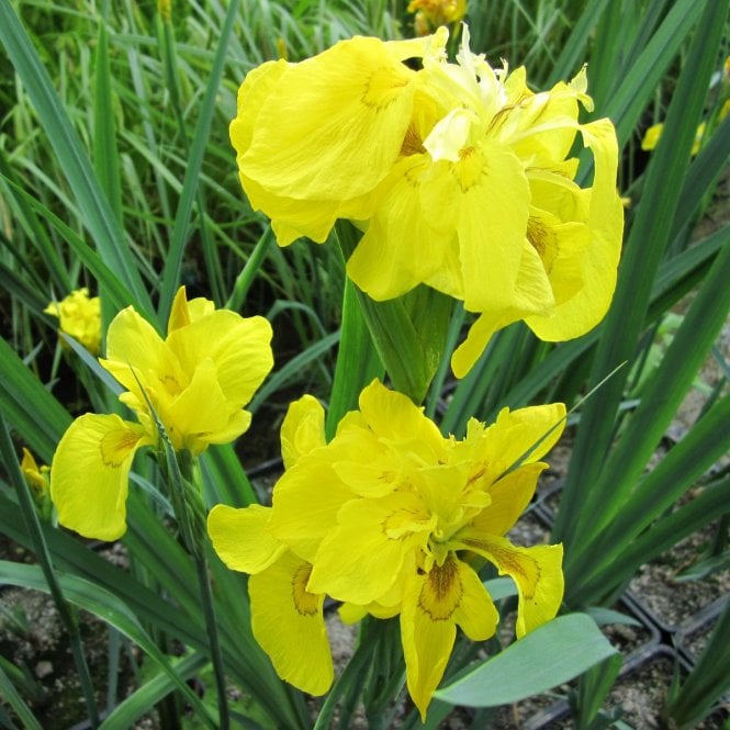 Pond Plants Iris Pseudacorus 'Flore Pleno' Potted