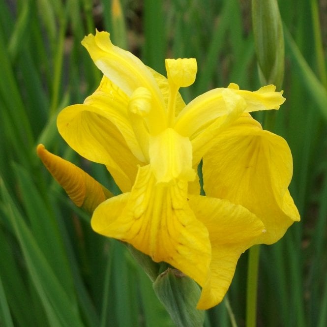 Pond Plants Iris Pseudacorus Potted