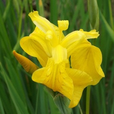 Iris Pseudacorus Potted