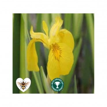 Iris Pseudacorus 'Variegata' Potted