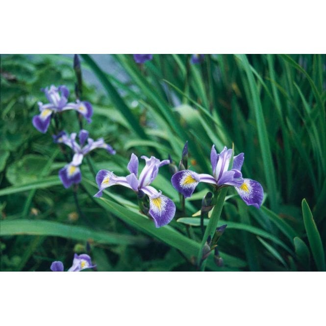Pond Plants Iris Robusta 'Gerald Darby' Potted