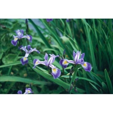 Iris Robusta 'Gerald Darby' Potted