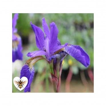 Iris Sibirica Potted