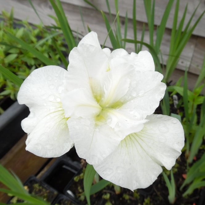 Pond Plants Iris Sibirica 'Snow Queen' Potted