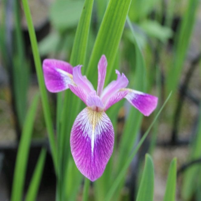Pond Plants Iris Versicolor 'Kermesina' Potted
