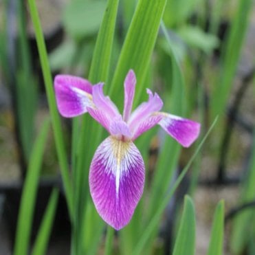 Iris Versicolor 'Kermesina' Potted