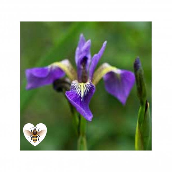 Pond Plants Iris Versicolor Potted