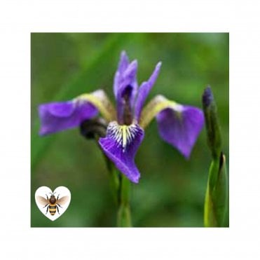 Iris Versicolor Potted