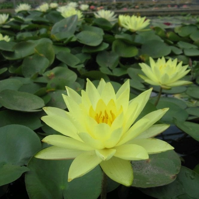 Pond Plants Joey Tomocik Liley 3.5L Potted