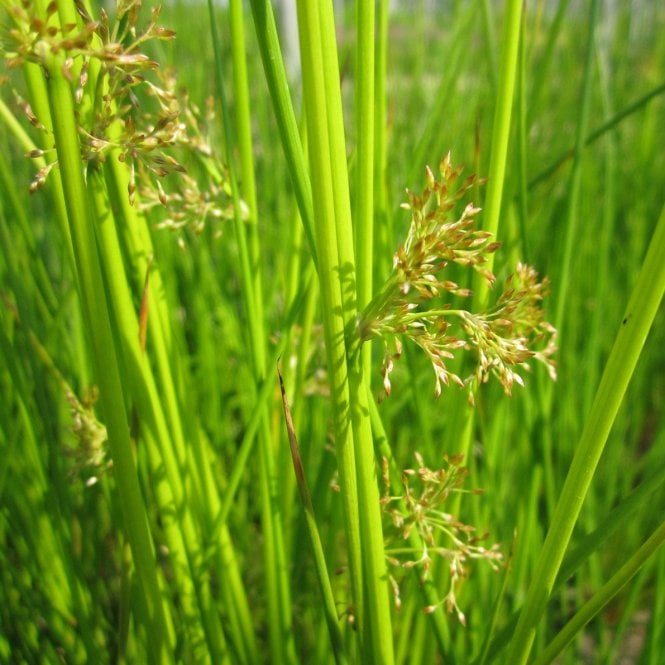 Pond Plants Juncus Effusus Potted