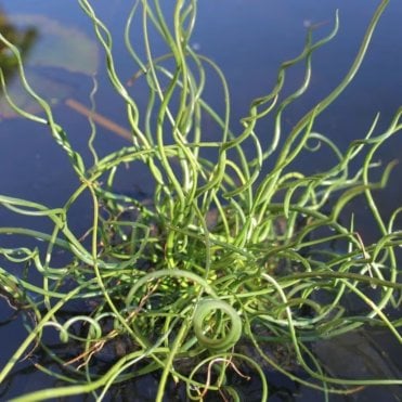Juncus Effusus Spiralis Potted