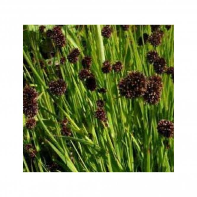 Pond Plants Juncus Ensifolius Potted