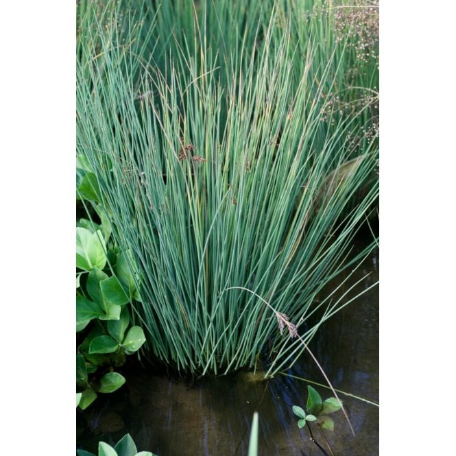 Pond Plants Juncus Inflexus Potted