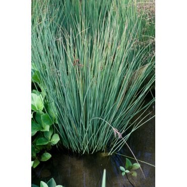 Juncus Inflexus Potted