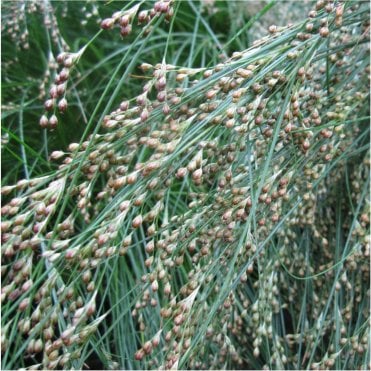 Juncus Maritimus Potted