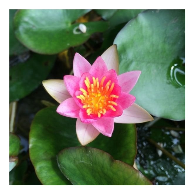Pond Plants Laydekeri Lilacea Lily 3.5L Potted