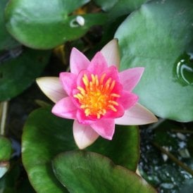 Laydekeri Lilacea Lily 3.5L Potted