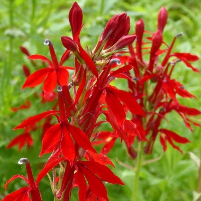 Pond Plants Lobelia Cardinalis Potted