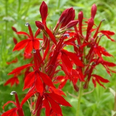 Lobelia Cardinalis Potted