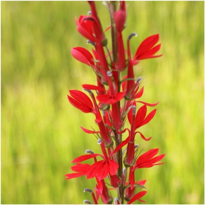 Pond Plants Lobelia Fulgens 'Queen Victoria' Potted