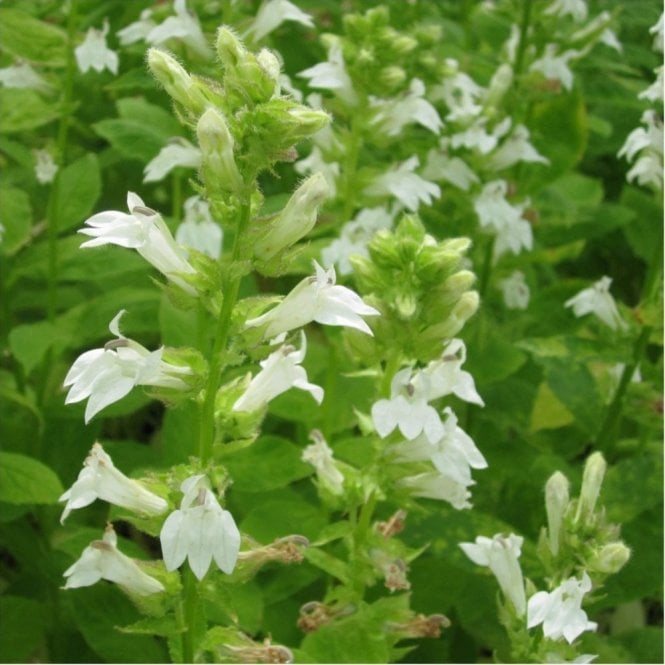 Pond Plants Lobelia Siphilitica Alba Potted