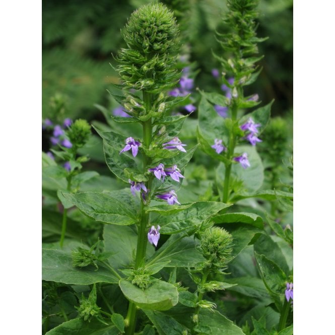 Pond Plants Lobelia Siphilitica Potted