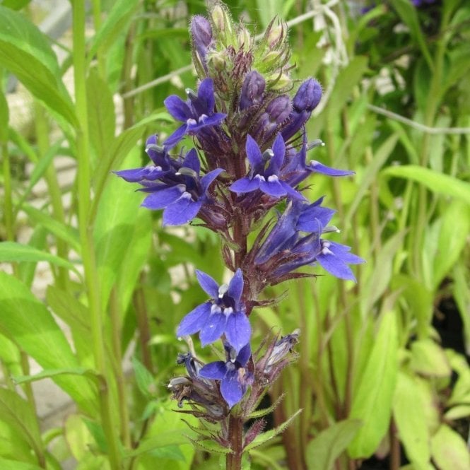 Pond Plants Lobelia Vedrariensis Potted