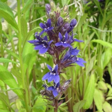 Lobelia Vedrariensis Potted