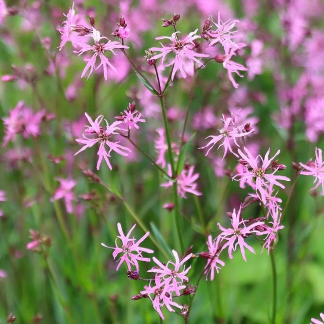 Pond Plants Lychnis Flos-Cuculi Potted