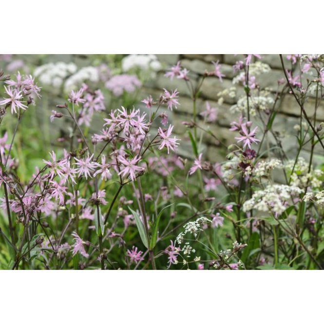 Pond Plants Lychnis Flos-Cuculi 'Ragged Robin' Potted
