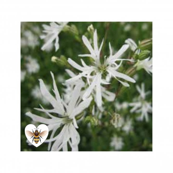 Pond Plants Lychnis Flos-Cuculi 'White Robin' Potted