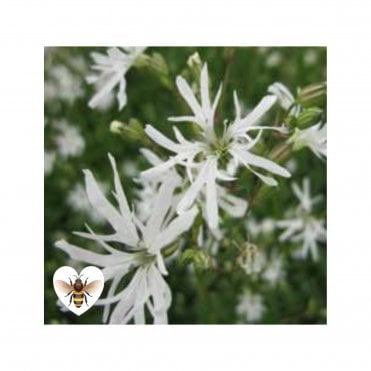 Lychnis Flos-Cuculi 'White Robin' Potted
