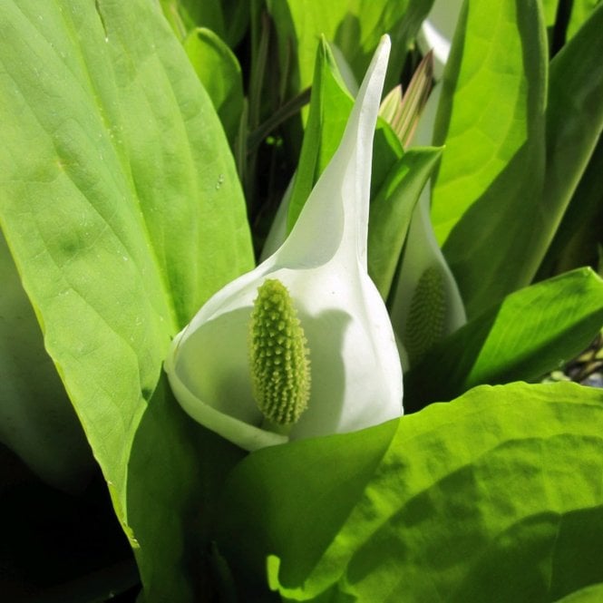 Pond Plants Lysichiton Camtschatcensis Potted