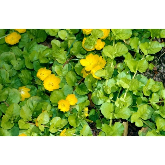 Pond Plants Lysimachia Nummularia Aurea Potted