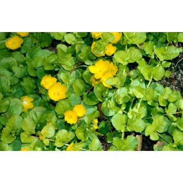 Lysimachia Nummularia Aurea Potted