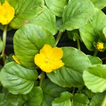 Lysimachia Nummularia Potted