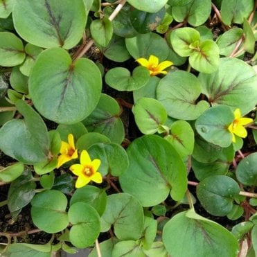 Lysimachia 'Sunburst' Potted