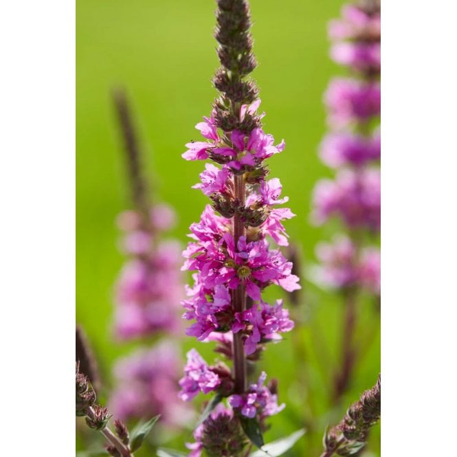 Pond Plants Lythrum Salicaria Potted