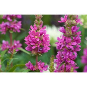 Lythrum Salicaria 'Robert' Potted