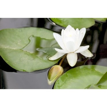 Marliacea Albida Lily 3.5L Potted
