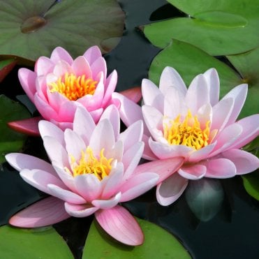 Marliacea Carnea Lily 3.5L Potted